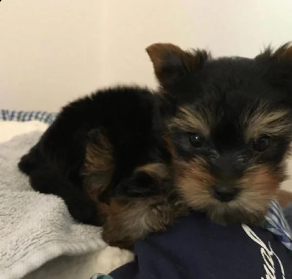 yorshire terrier | Foto 1