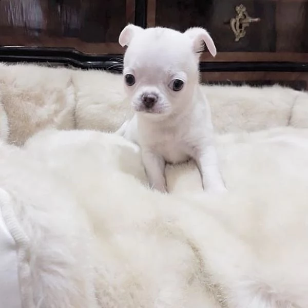    regalo cuccioli di chihuahua | Foto 0