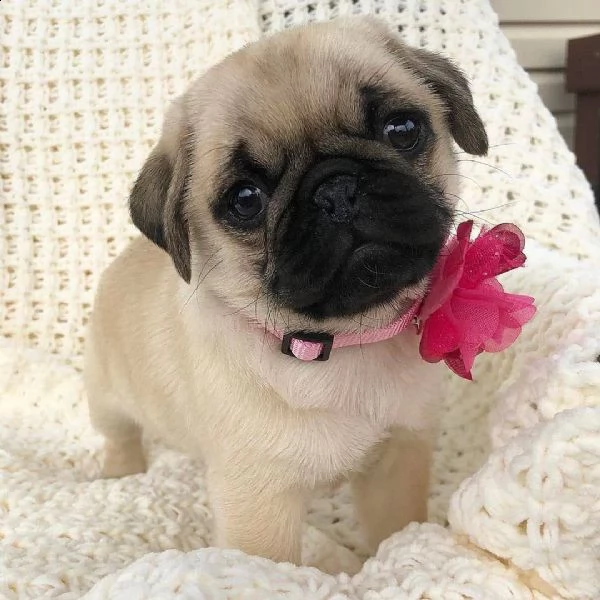 regalo carlino!!!!!!! | Foto 0