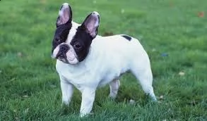 bellissima cucciola di bouledogue francese