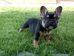 splendidi cuccioli di bulldog 