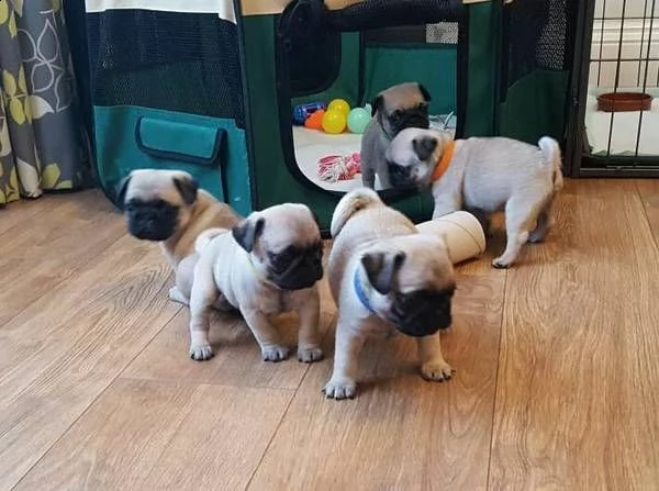 regalo teneri cuccioli di carlino disponibili