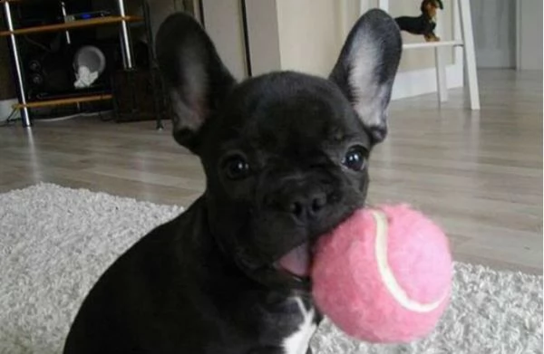 vendita cucciolo bulldog francese