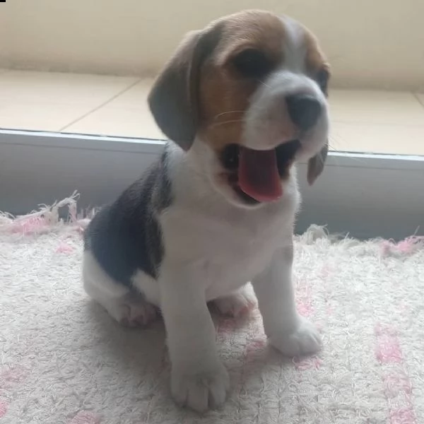 regalo beagle 