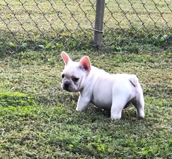 (((vendita cucciolo bulldog francese ))) | Foto 1