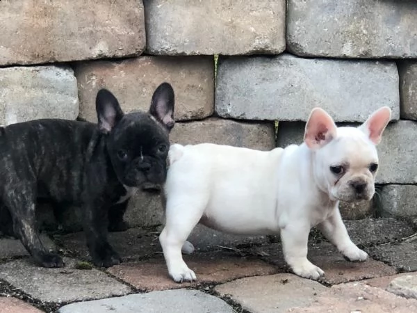 (((vendita cucciolo bulldog francese ))) | Foto 0