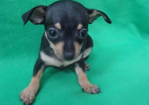 regalo chihuahua 