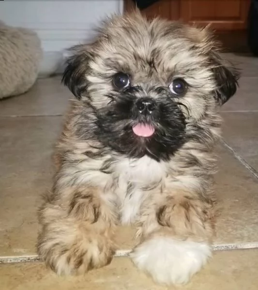  regalo shitzu 