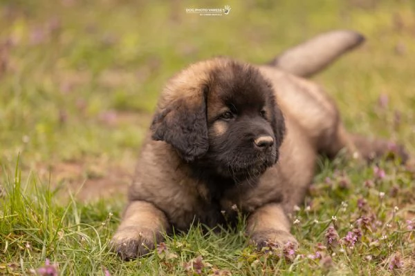 Cuccioli di Leonberger