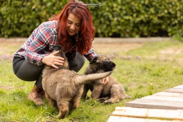 Cuccioli di Leonberger | Foto 3