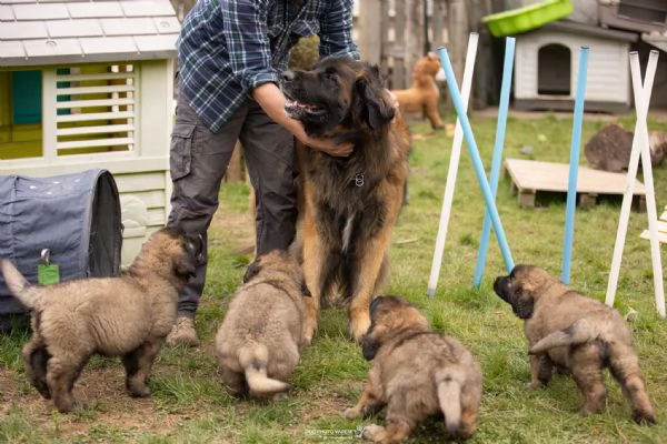 Cuccioli di Leonberger | Foto 2