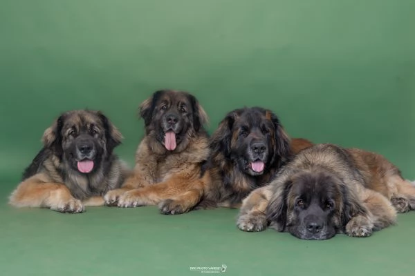 Cuccioli di Leonberger | Foto 1