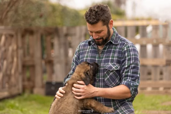 Cuccioli di Leonberger | Foto 0