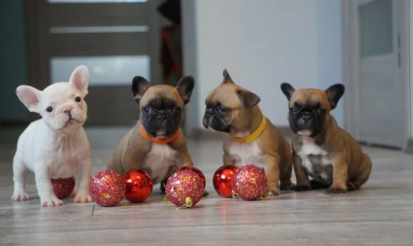 cucciolo di bulldog francese  | Foto 0