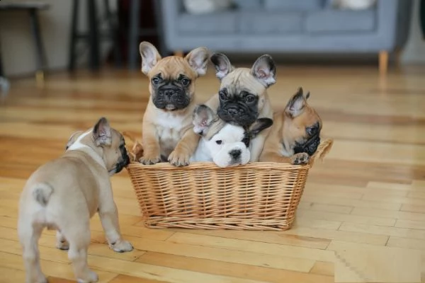 cucciolo di bulldog francese 