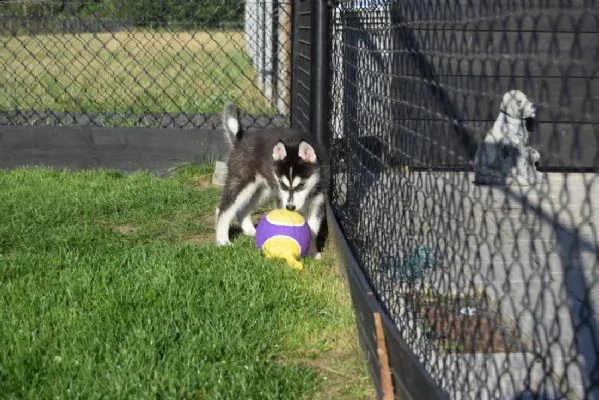 cuccioli di siberian husky che scelgono dalla cucciolata