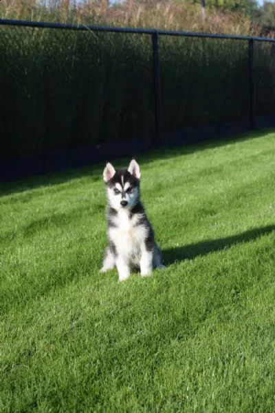 cuccioli di siberian husky che scelgono dalla cucciolata | Foto 0