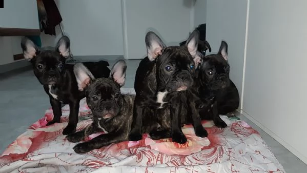 cuccioli di bulldog francese