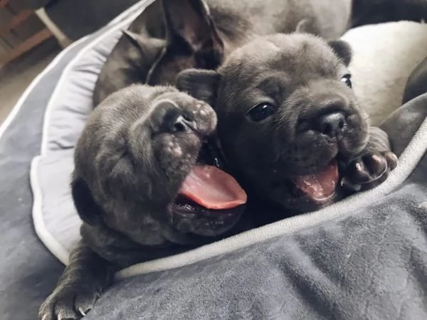 kuccioliata di bouledogue francese!!!!!!!! | Foto 1