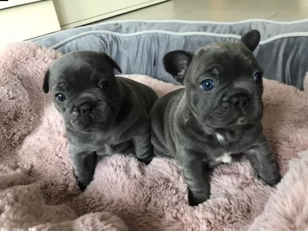 kuccioliata di bouledogue francese!!!!!!!!