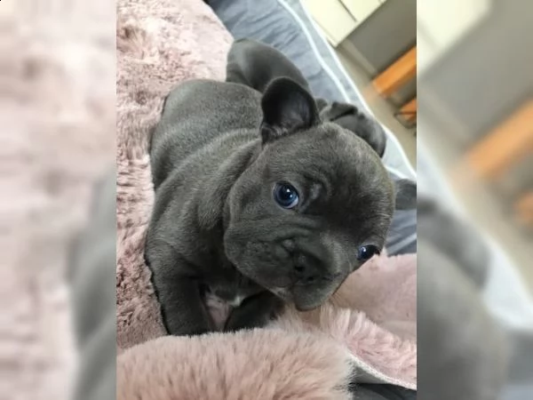 kuccioliata di bouledogue francese!!!!!!!! | Foto 0