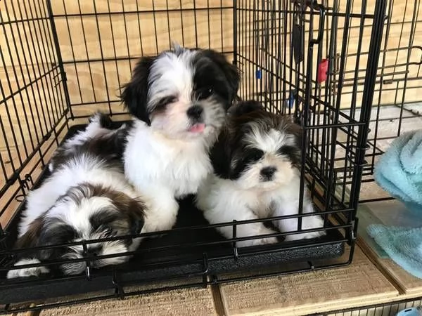 cuccioli di shih tzu pronti a partire