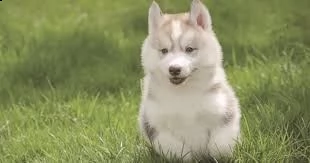 furetti bambino in vendita ora a buone case