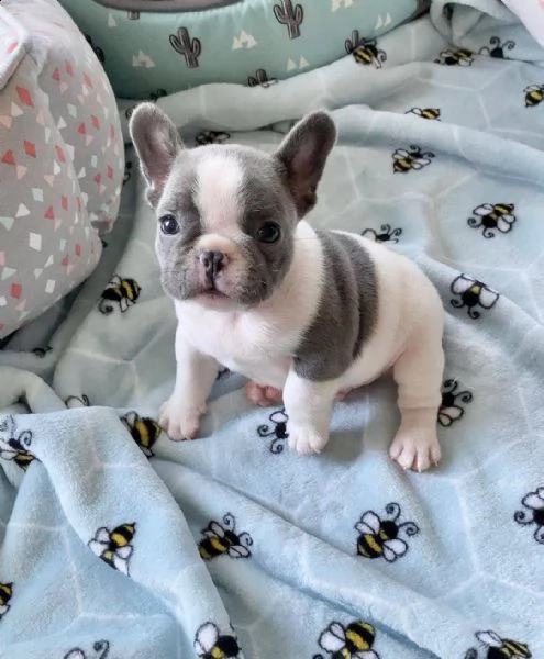 splendidi cuccioli di bulldog francese