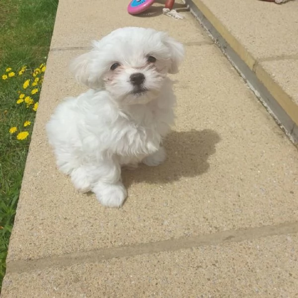  adorabili cuccioli maltesi eccezionali