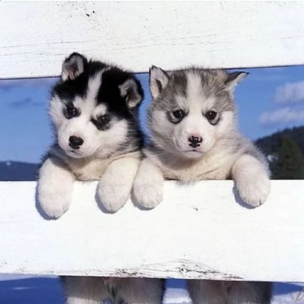  cuccioli di razza siberian husky.
