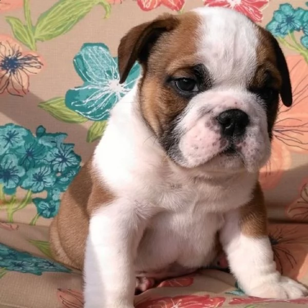  cuccioli di bulldog inglese di qualità