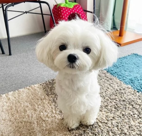 cucciolo maltese