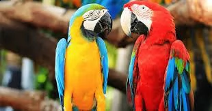 uccelli parlanti disponibili per buone case.