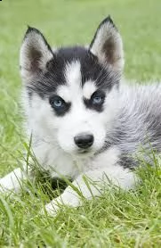 husky siberiano