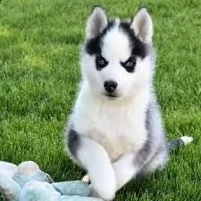  maschio husky siberiano