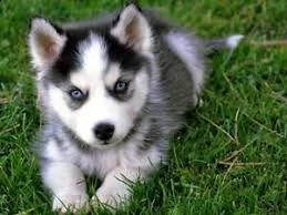 cuccioli husky siberiano 