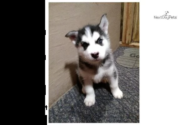  cuccioli husky maschi e