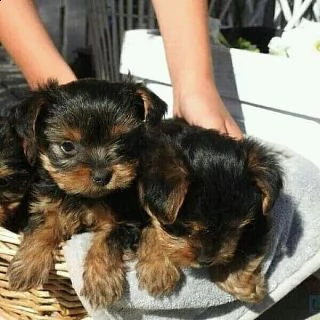 cuccioli di yorkie per l'adozione