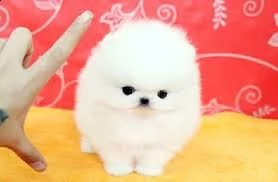 cucciolo di volpino pomerania toy maschio e femmina