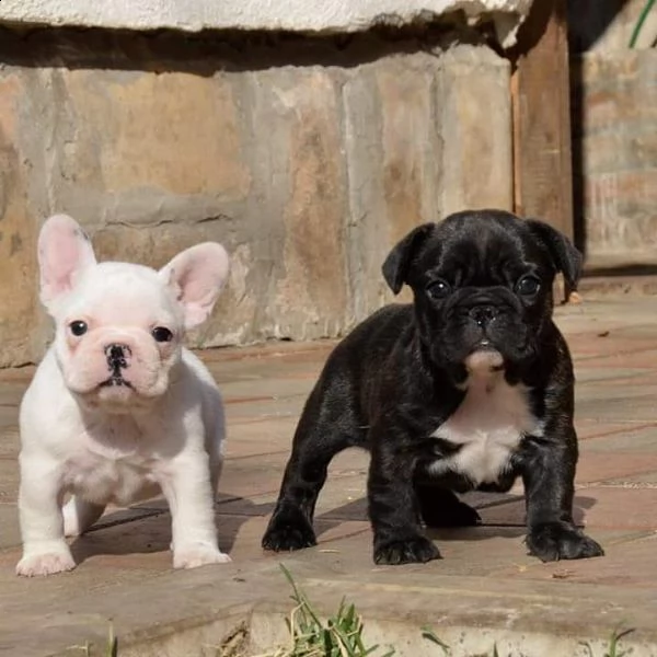 cuccioli di bulldog francese carino