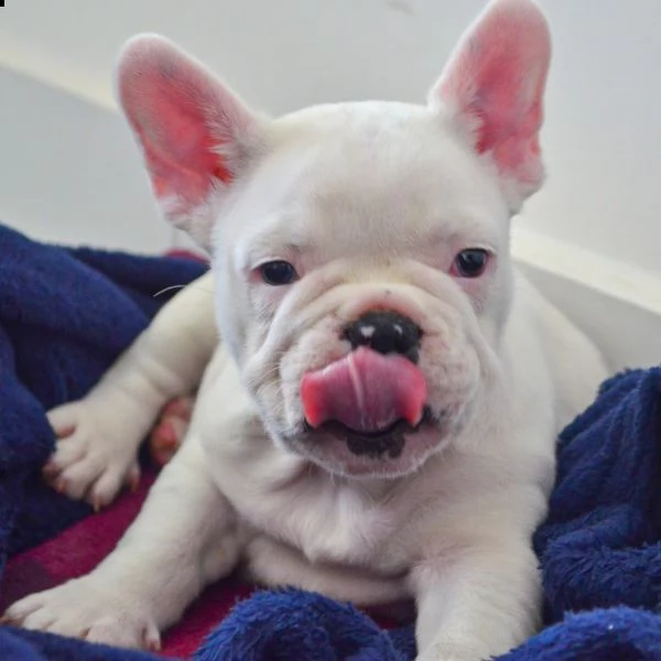 cuccioli di bulldog francese | Foto 1