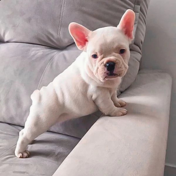 cuccioli di bulldog francese | Foto 0
