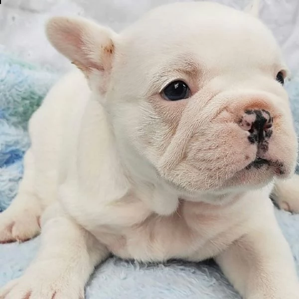 cuccioli di bulldog francese
