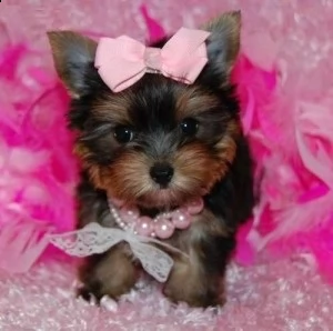 cuccioli di yorkie disponibili per l'adozione di natale