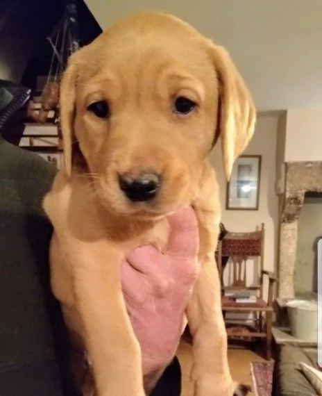 labrador retriever cuccioli di natale | Foto 1