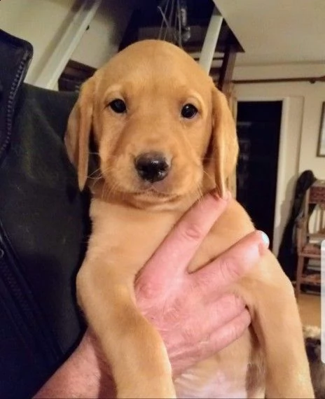 labrador retriever cuccioli di natale | Foto 0