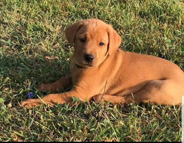 labrador retriever cuccioli di natale