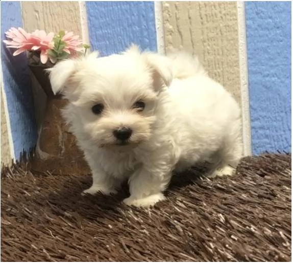 cuccioli di maltese maschio
