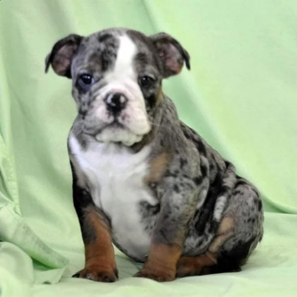 bulldog francese per adozione