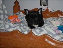 bouledogue francese